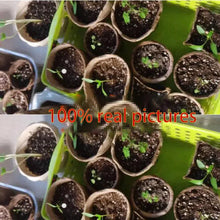 Load image into Gallery viewer, Pot en papier pour démarreur de plantes, Kit de gobelets de pépinière, organique, biodégradable, écologique, outils de jardin pour la culture à domicile, 50 pièces
