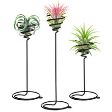 Cargar imagen en el visor de la galería, Support pour plantes en spirale, support d&#39;air, fleur Tillandsia, affichage de plantes d&#39;intérieur en fer forgé
